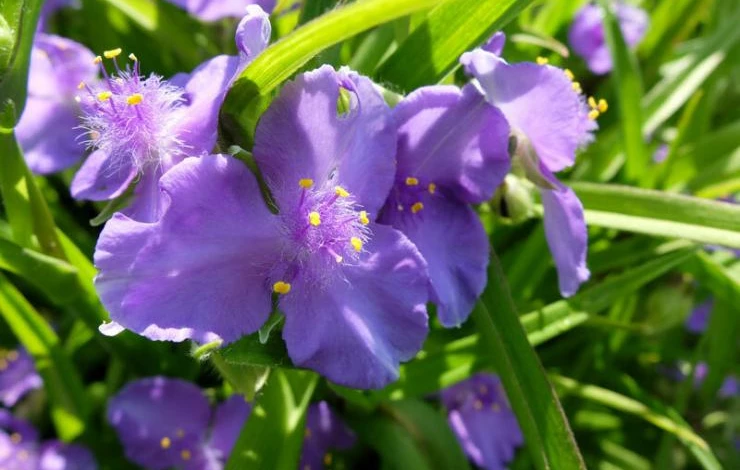 Традесканция Перпл Профьжн