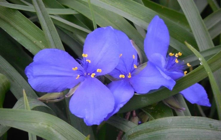 Традесканция Огайская