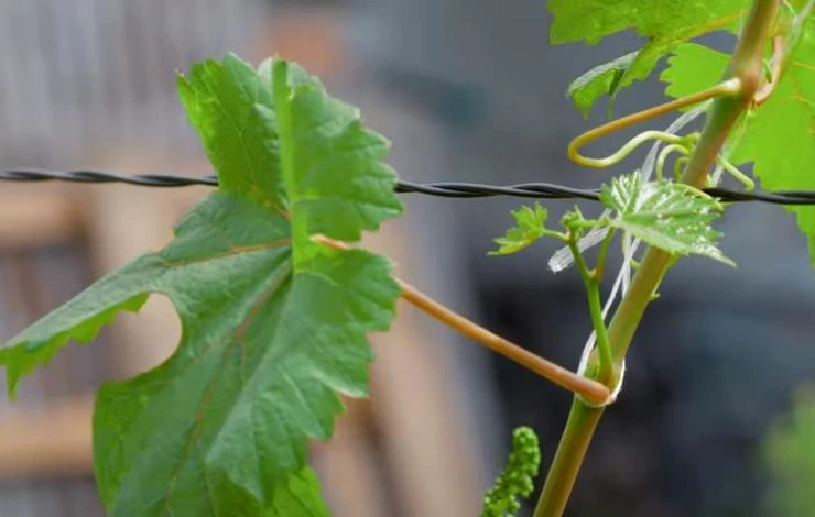 как летом правильно пасынковать виноград от ненужных побегов