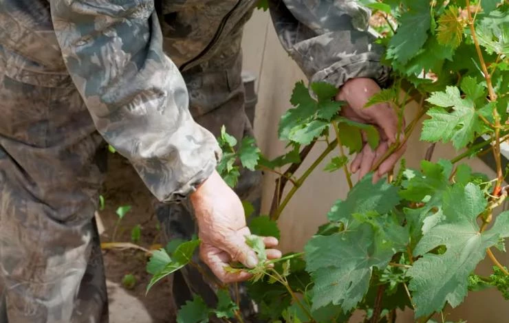Процесс удаления пасынков