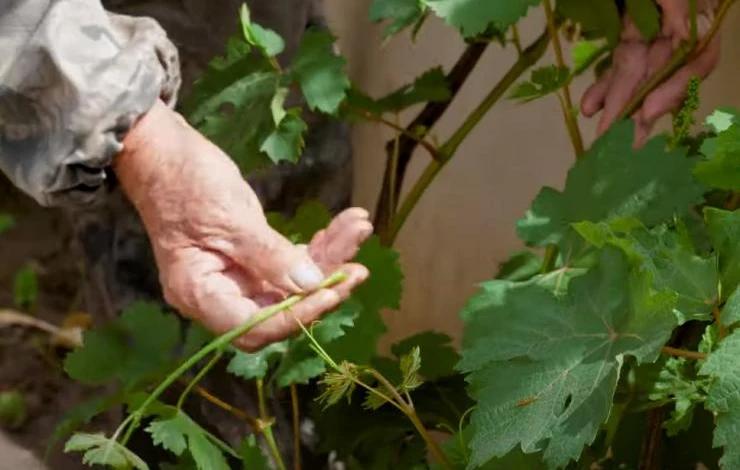 Удаленный пасынок винограда