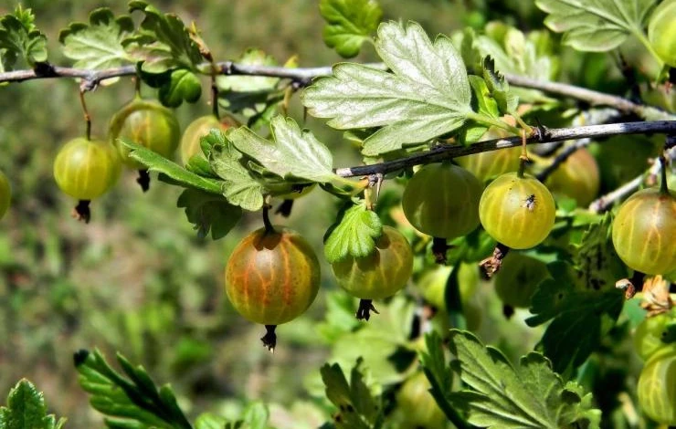 как убрать мучнистую росу с листьев крыжовника