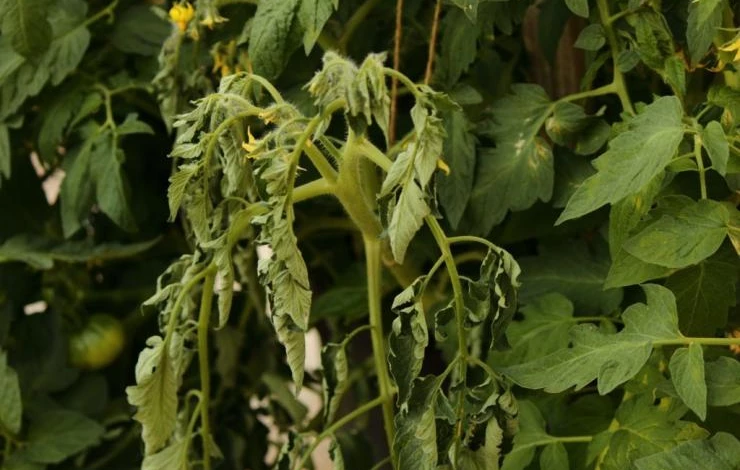 вянут помидоры в жару
