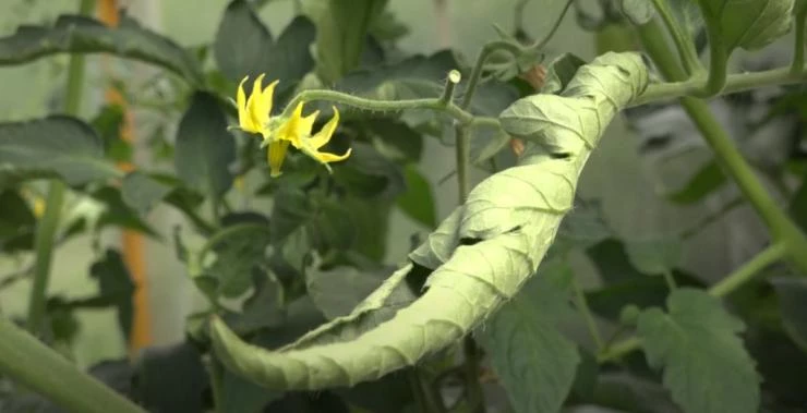 розеточность листьев томатов