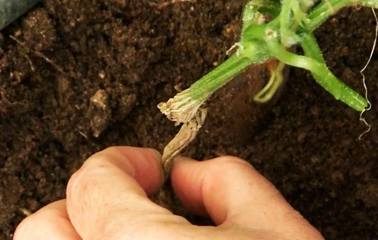 Корневая гниль огурцов