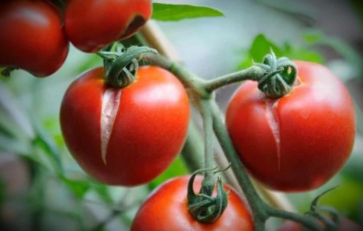 растрескивание плодов томатов из за жары и влаги