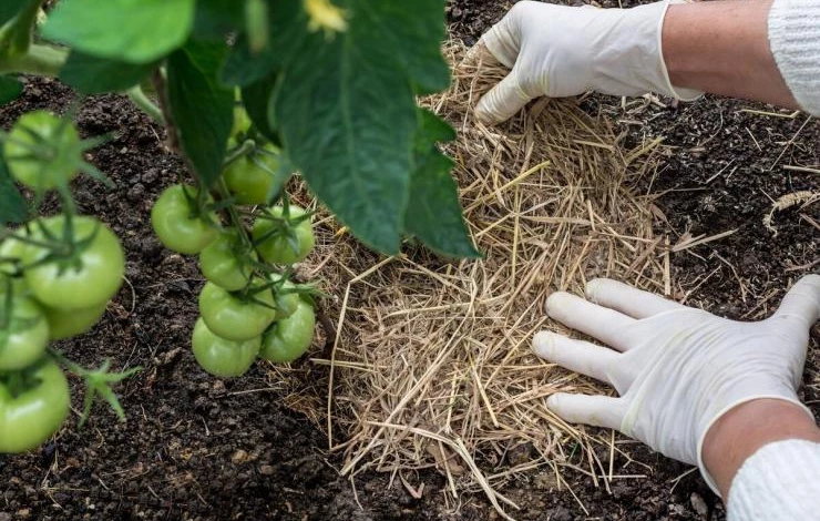 Мульчирование томатов