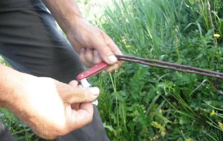 Нож и побег для окулировки