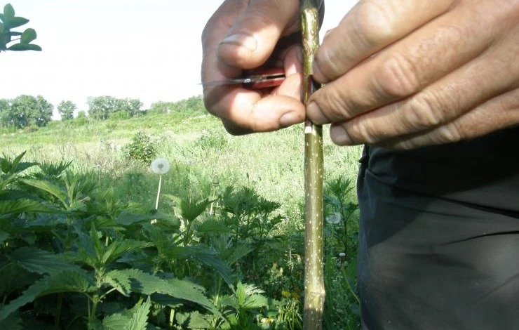 Помещаем почку в приклад