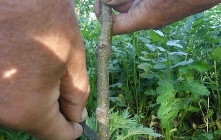 вертикальный Т надрез