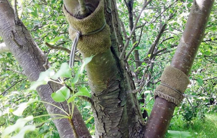 перетяжка плодовых проволокой