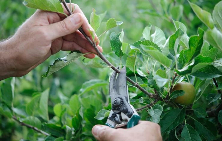 прищипывание плодовых