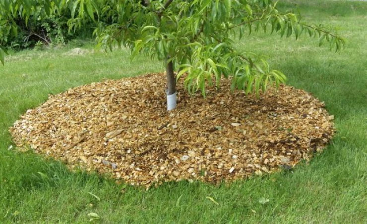 мульча опилками для борьбы с вредителями облепихи