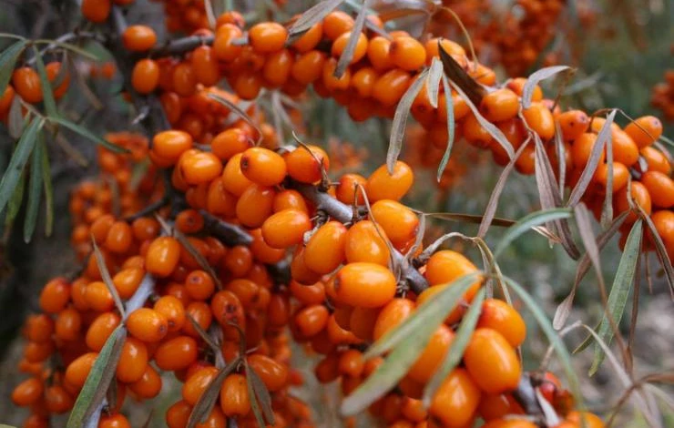 устойчивый к луковой мухе сорт