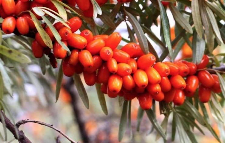 сорт облепихи Джемовая устойчива к вредителям