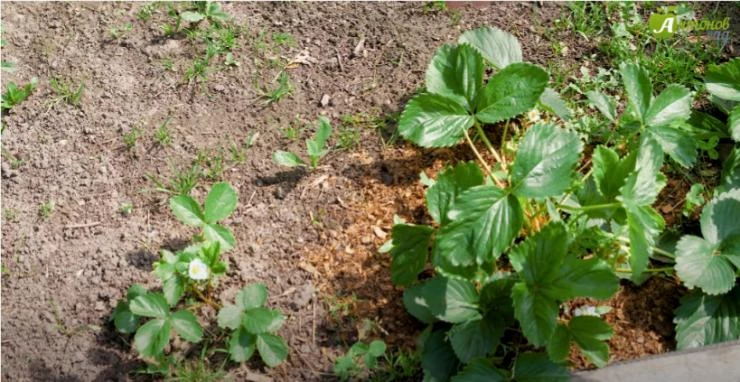 земляника на компосте