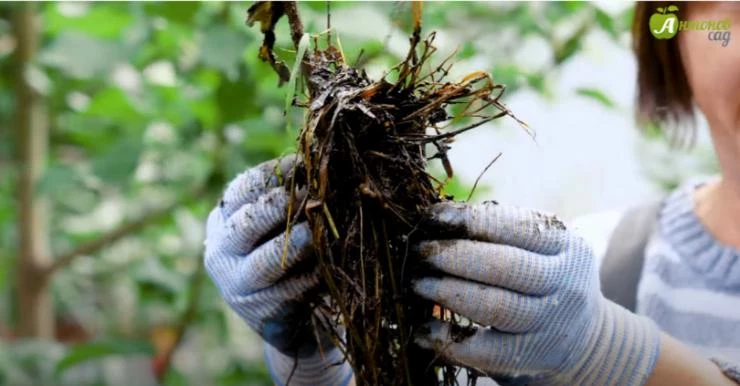 компост для внекорневых подкормок