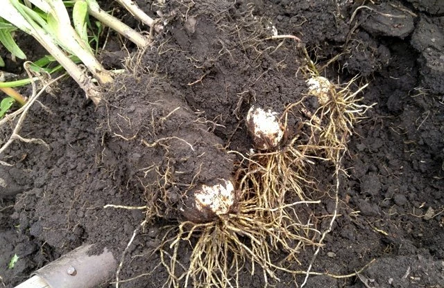 выкапывание лилий с большим комом земли