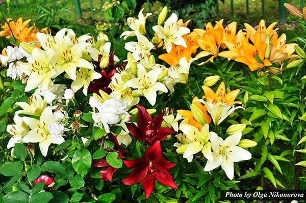 как высадить лилии