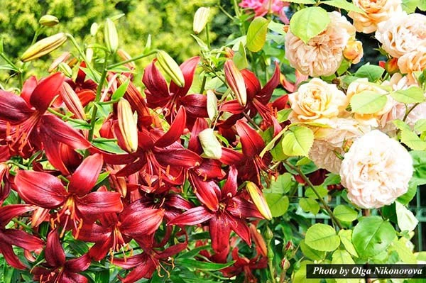 подкормка лилий в саду