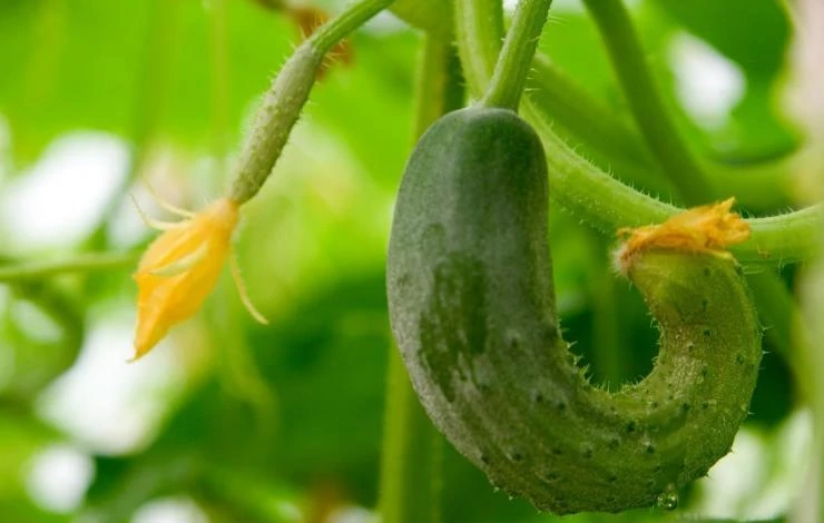 крючковатый огурец