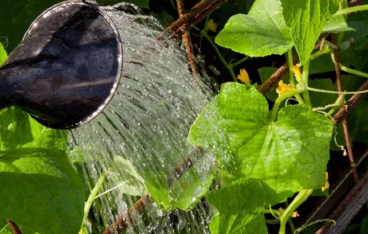 когда поливать огурцы в жару