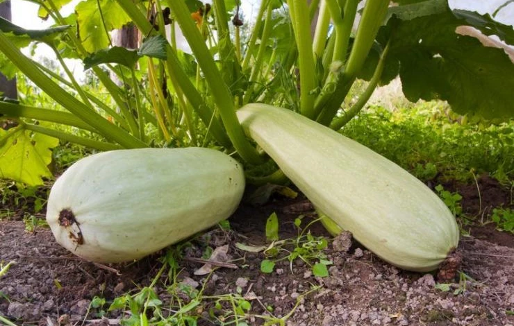 побелевшая кожура кабачков