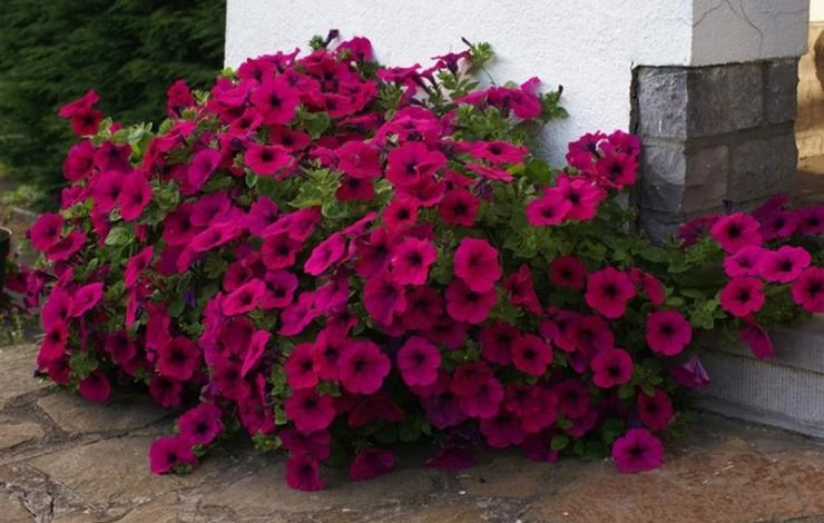 подкормка кустовых петуний летом