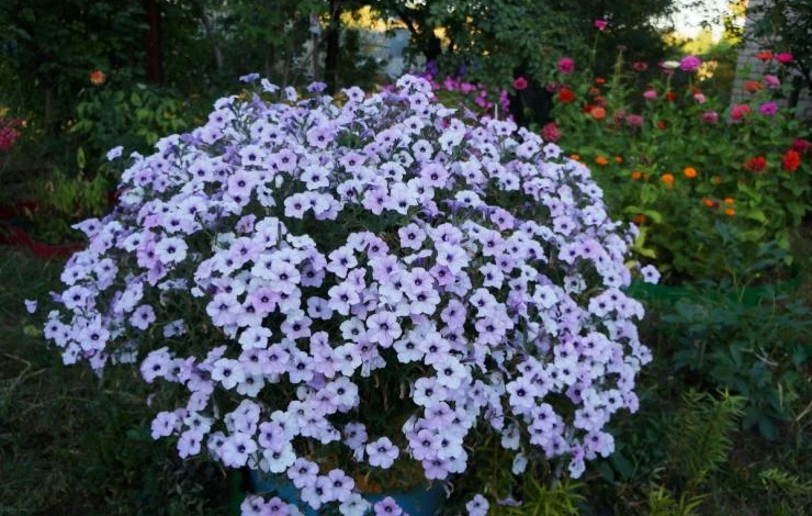 чем подкормить ампельную петунию для цветения