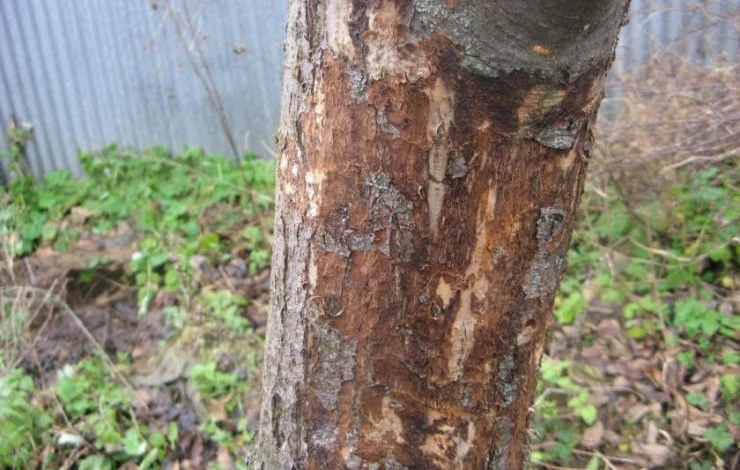 зачистка пораженной коры яблони