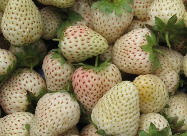 Сорт клубники Белый швед