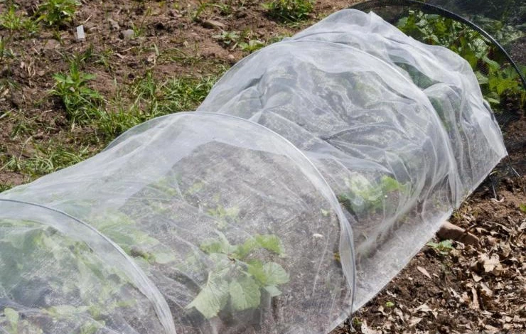 укрытие клубники на зиму