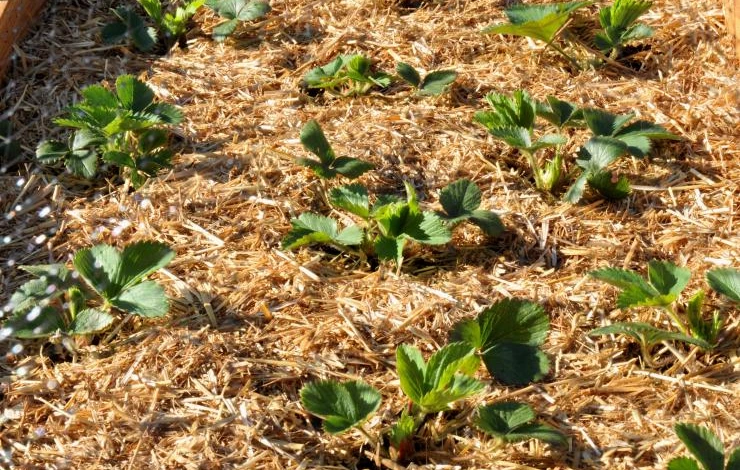 мульчирование травой земляники садовой