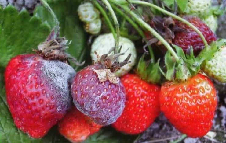 серая гниль на землянике