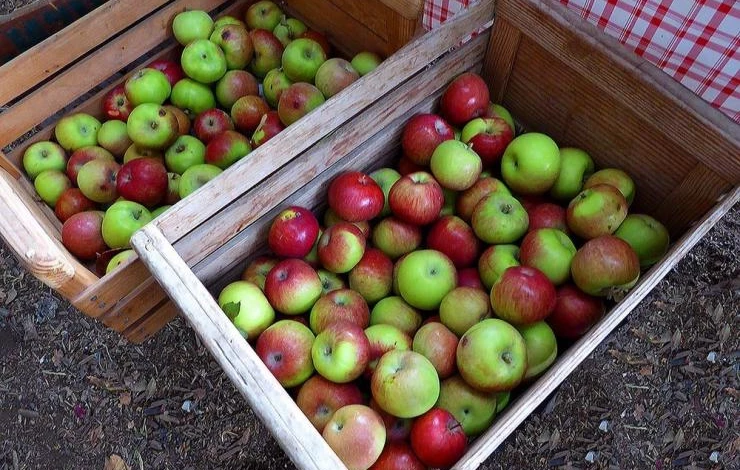 где хранить яблоки зимой