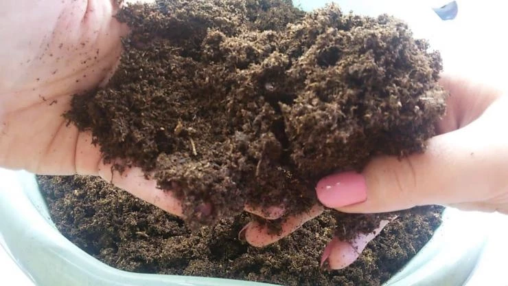 субстрат для зеленого черенкования