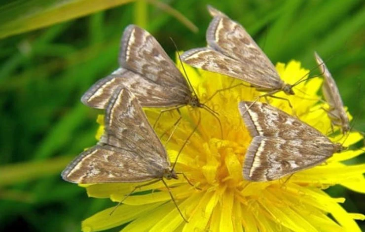биология лугового мотылька