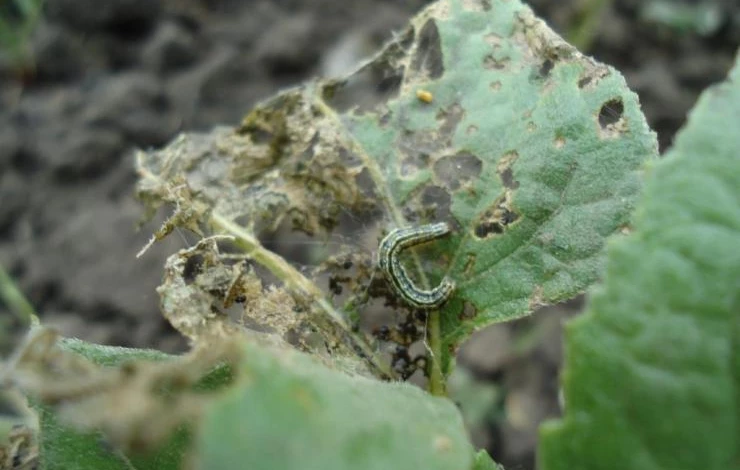 как избавиться от лугового мотылька