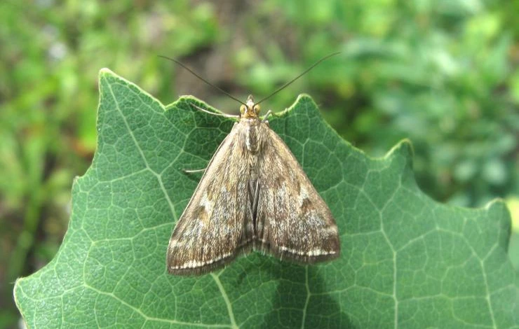 меры борьбы с луговым мотыльком