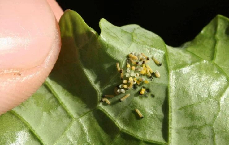 личинки лугового мотылька