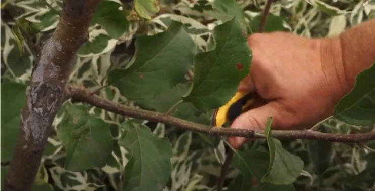 поперечный надрез на ветке яблони