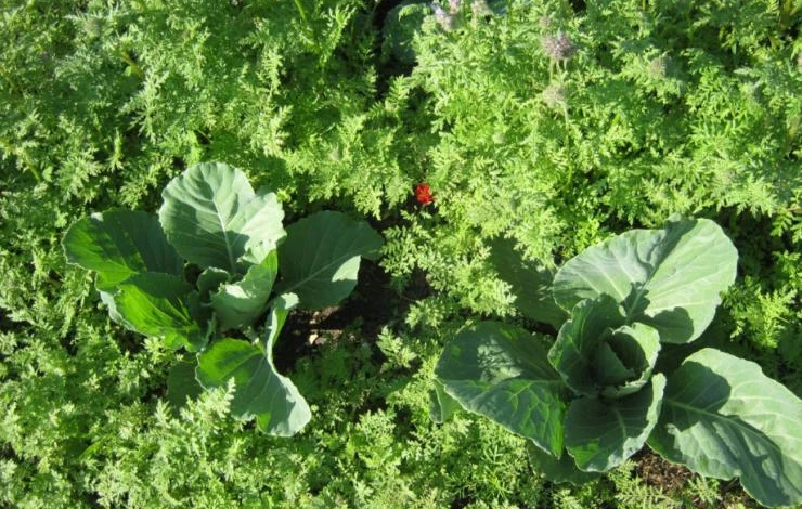 сидераты в междурядье