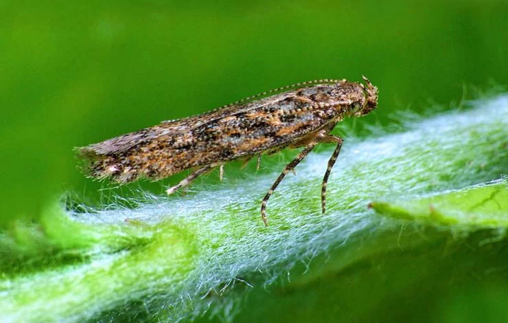 южноамериканская томатная моль меры борьбы