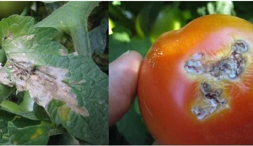 борьба с молью на томатах, тута абсолюта