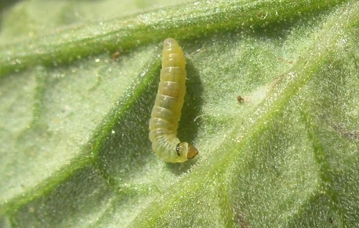 личинка томатной минирующей моли