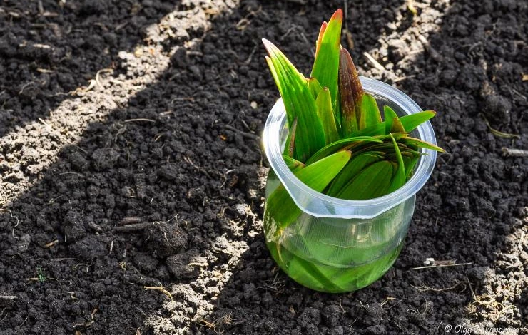 Черенки лилии посажены под углом