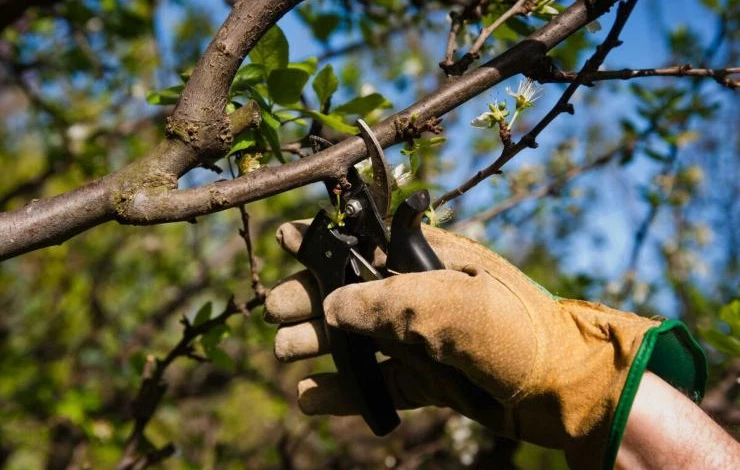 обрезка фруктовых деревьев
