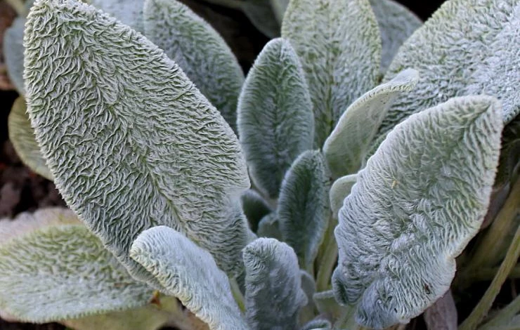 Посадка осенью чистеца шерстистого