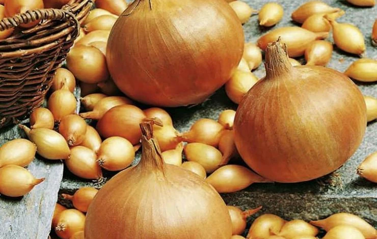 Хранение лука в квартире