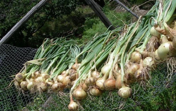 Как хранить лук зимой